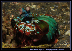 Manta Shrimp in Lembeh Strait... :O)... by Michel Lonfat 